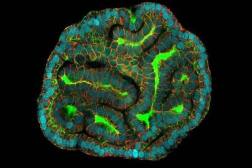 پرورش ریه، کلیه و روده مینیاتوری با مایع حاملگی