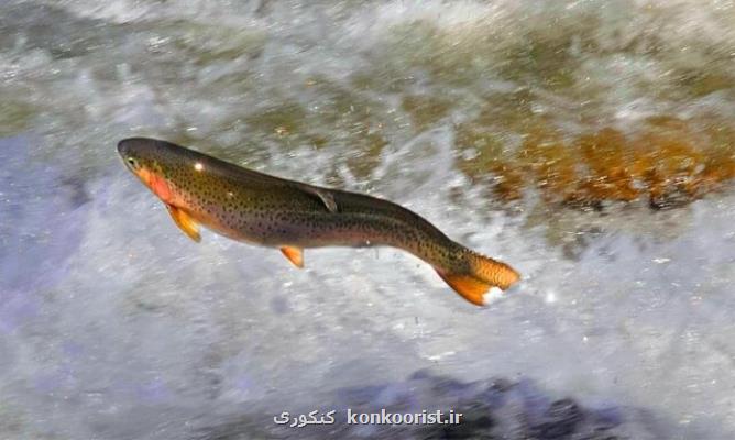 پیشرفت راندمان منابع آبی برای پرورش قزل آلای رنگین کمان